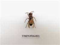 藏品(黃腰虎頭蜂)的圖片